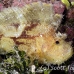 scorpionfish_leaf_ni_h_0072_pal0188.jpg